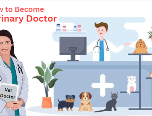 How to become a Veterinary Doctor – A Beginner’s Guide